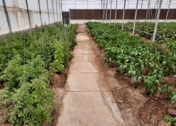 گلخانه مرکز سروش