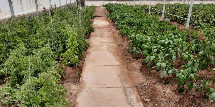 گلخانه مرکز سروش